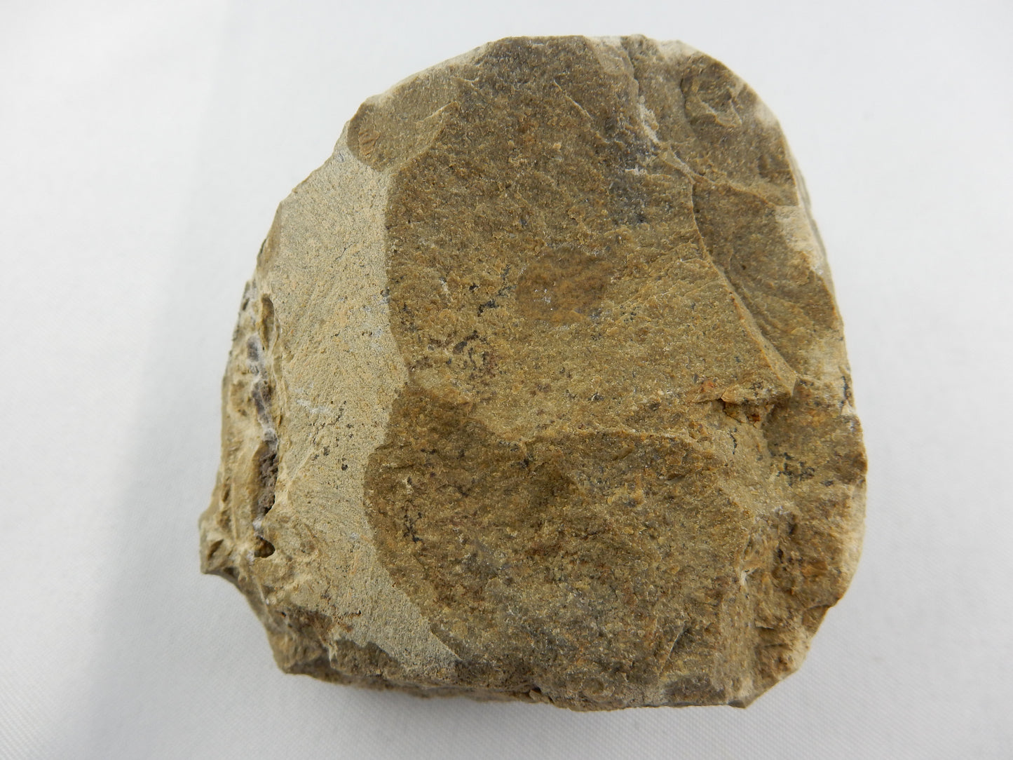 Trilobite - Phacops