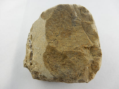 Trilobite - Phacops