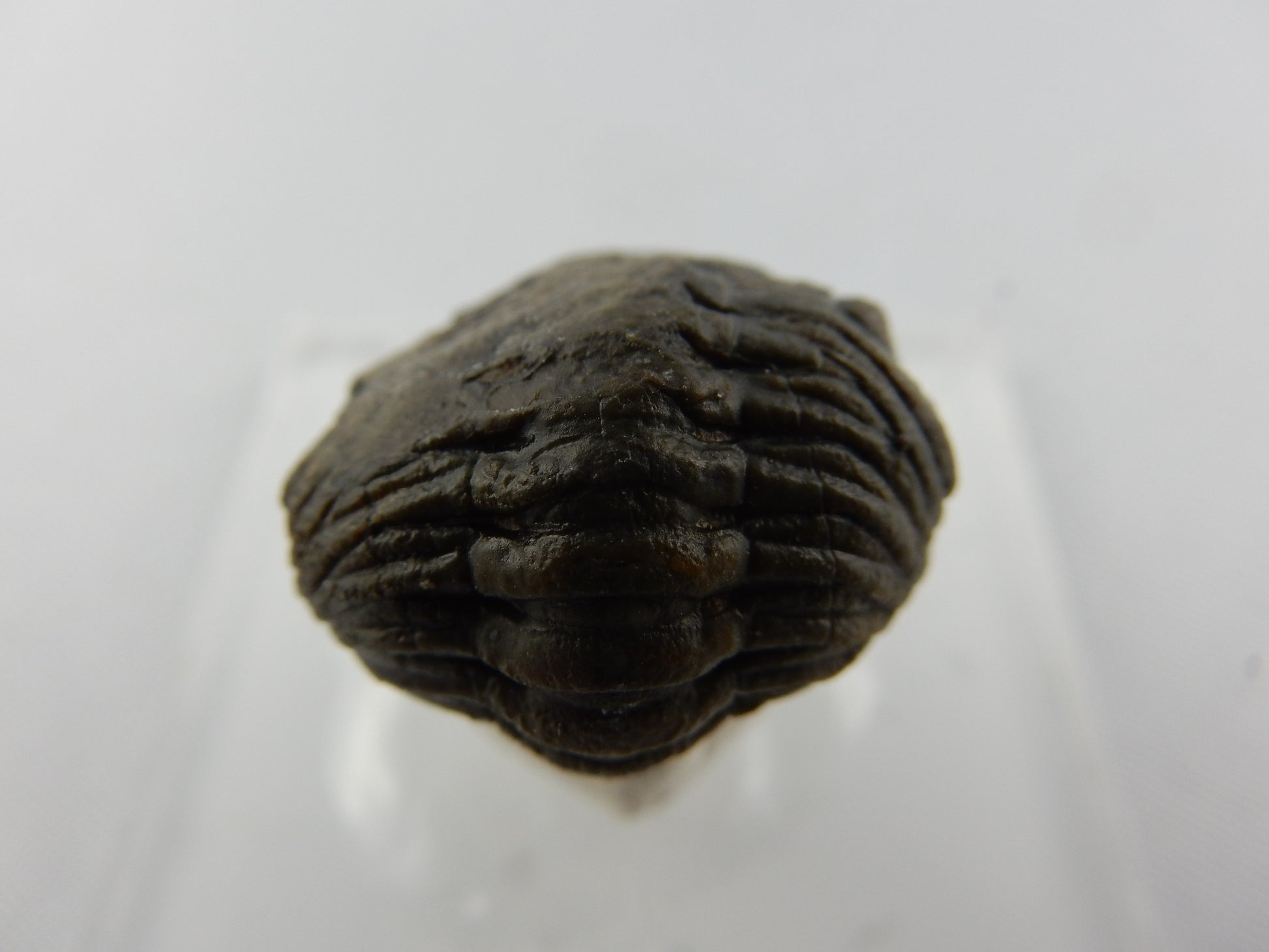 classic Phacops trilobite (faceted eyes) - complete specimen - in the "death rolled" shape