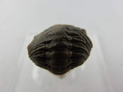 classic Phacops trilobite (faceted eyes) - complete specimen - in the "death rolled" shape