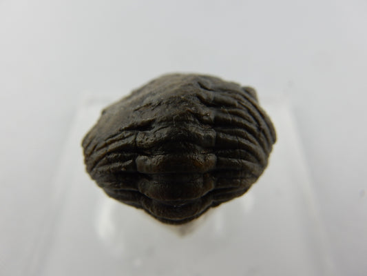 classic Phacops trilobite (faceted eyes) - complete specimen - in the "death rolled" shape