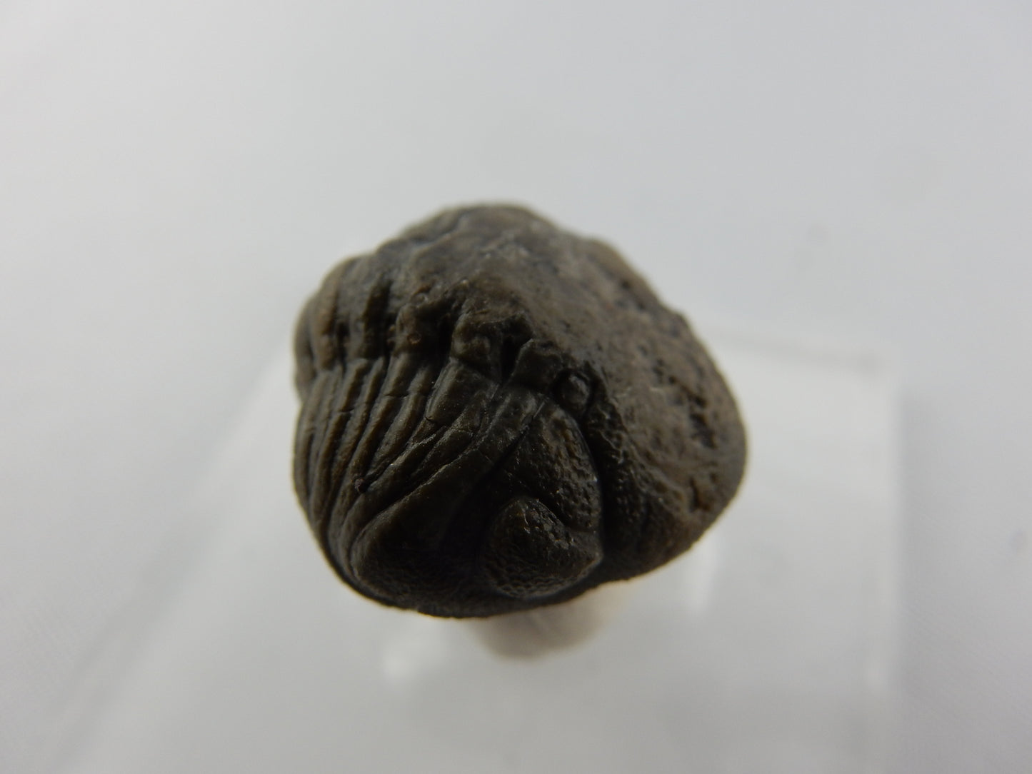 Trilobite - Phacops rolled