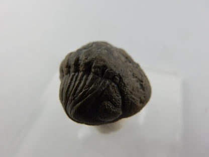 Trilobite - Phacops rolled