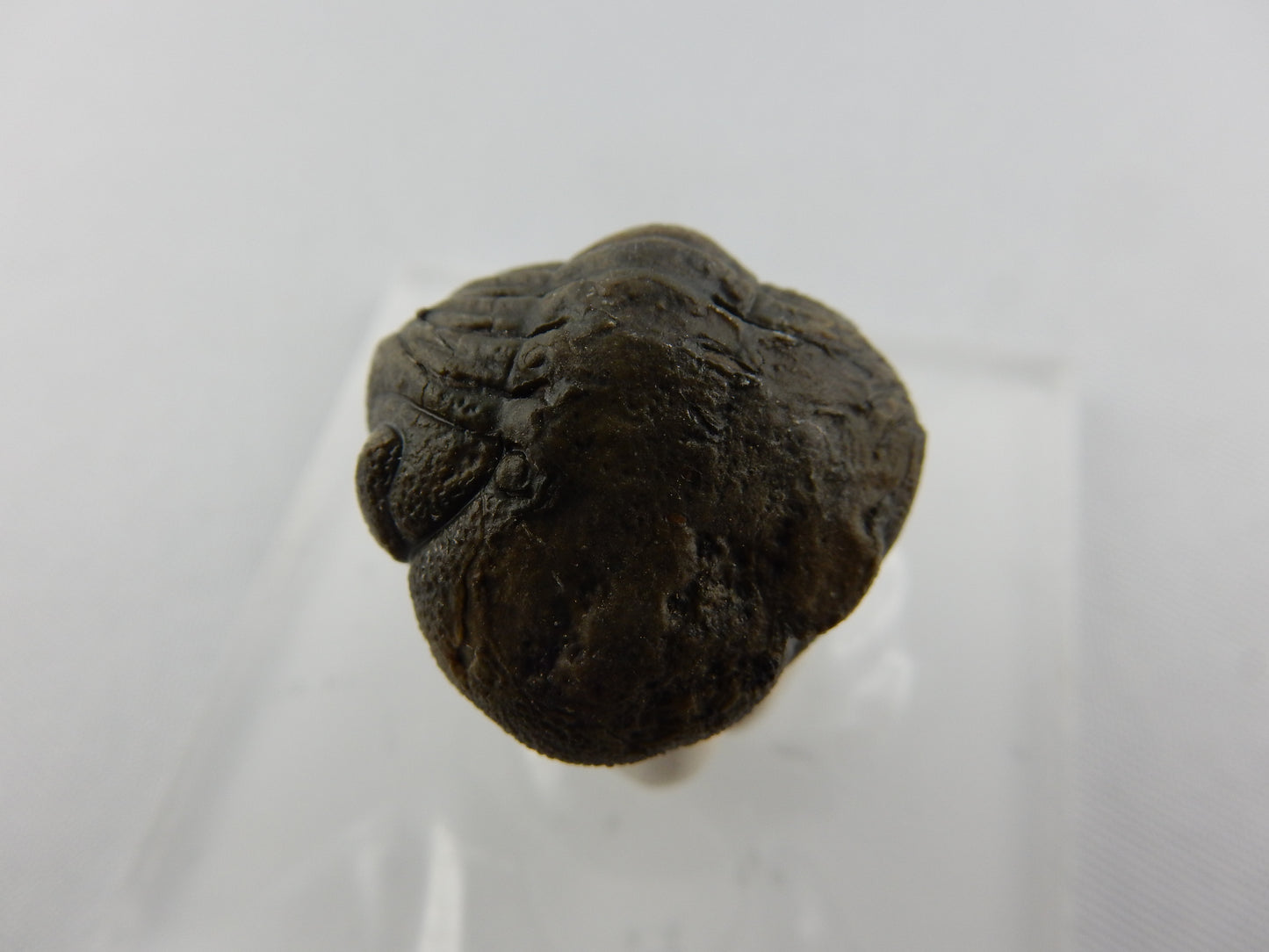 Trilobite - Phacops rolled
