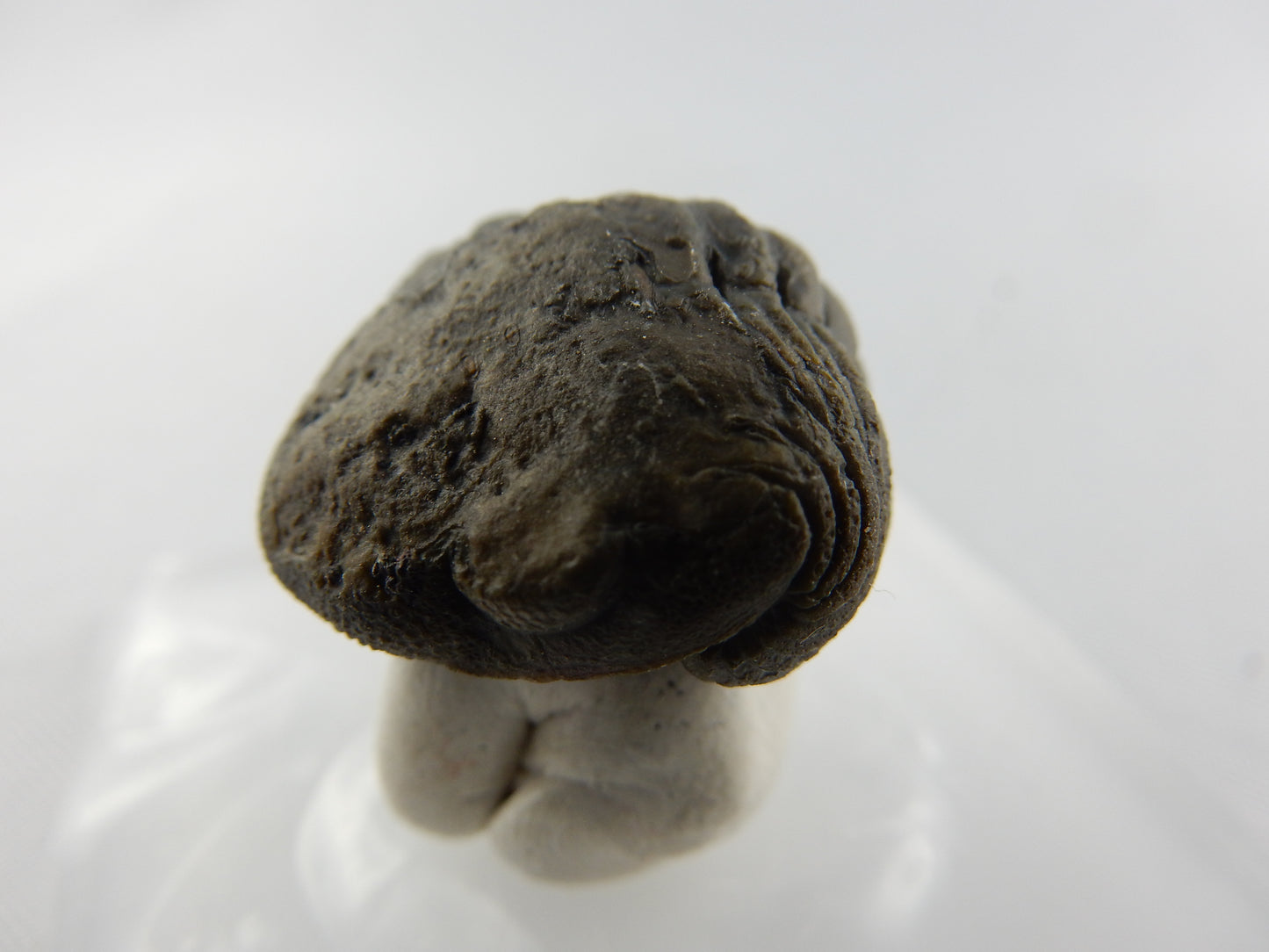 Trilobite - Phacops rolled