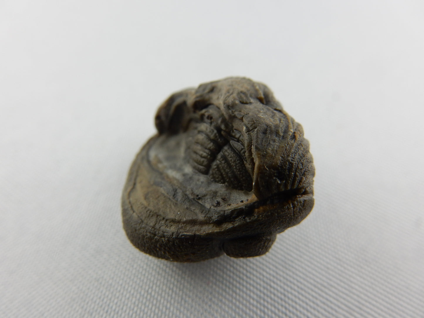 Trilobite - Phacops rolled