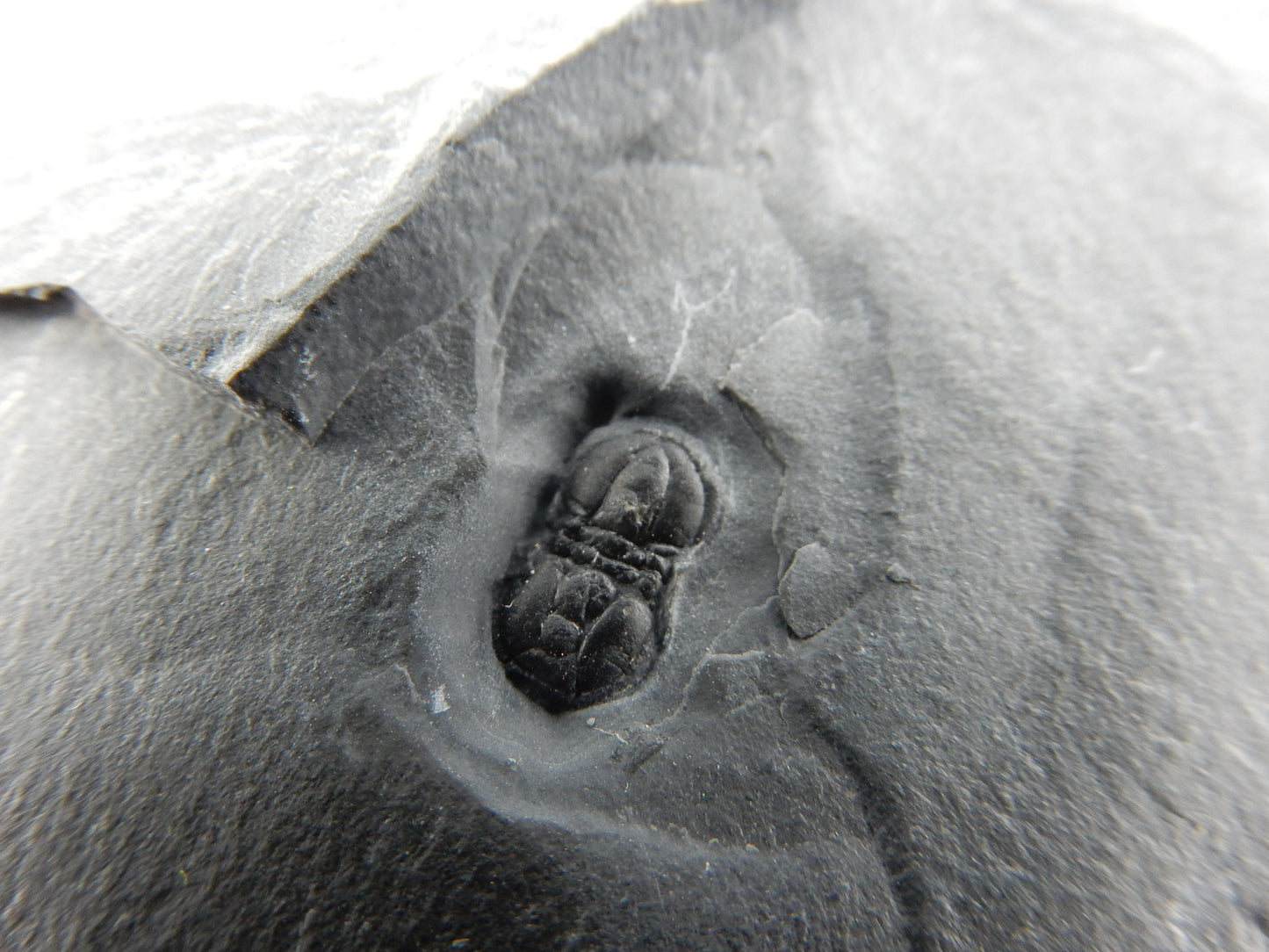 odd (two-headed?) Peronopsis Interstrica trilobite - Cambrian, Wheeler Formation - 500 million years old