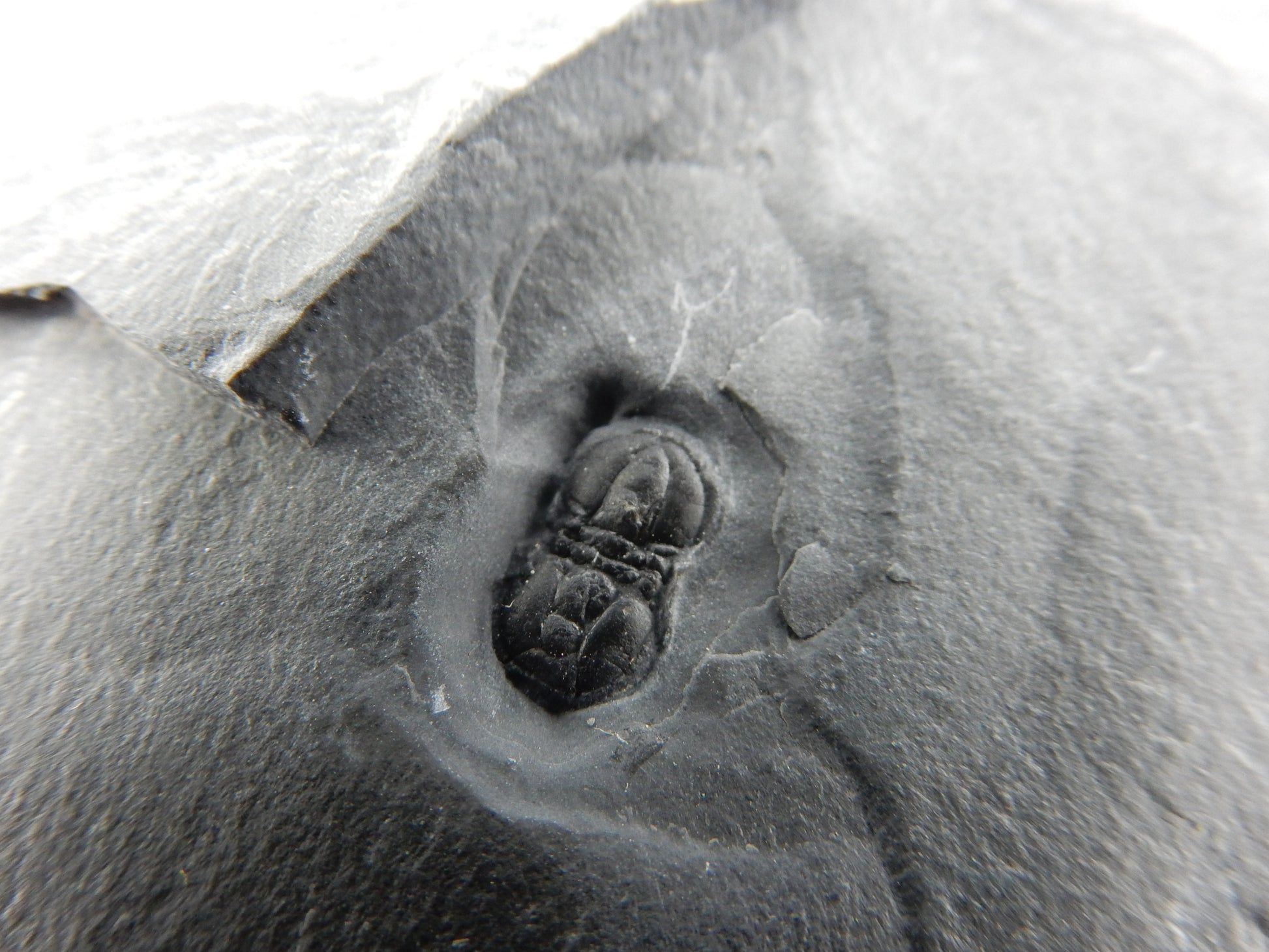 odd (two-headed?) Peronopsis Interstrica trilobite - Cambrian, Wheeler Formation - 500 million years old