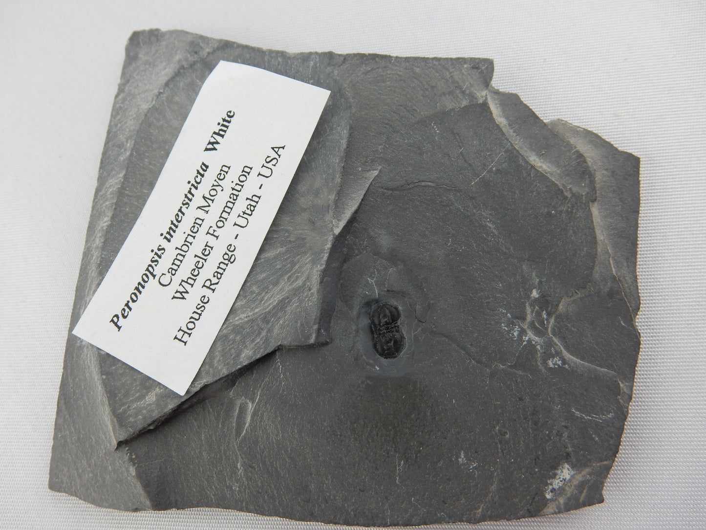 Trilobite - Peronopsis