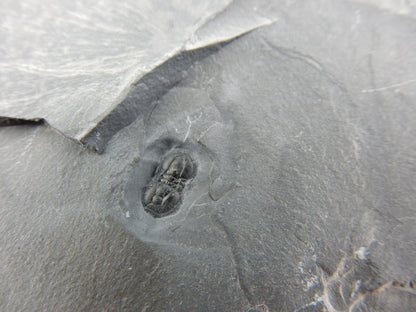 Trilobite - Peronopsis