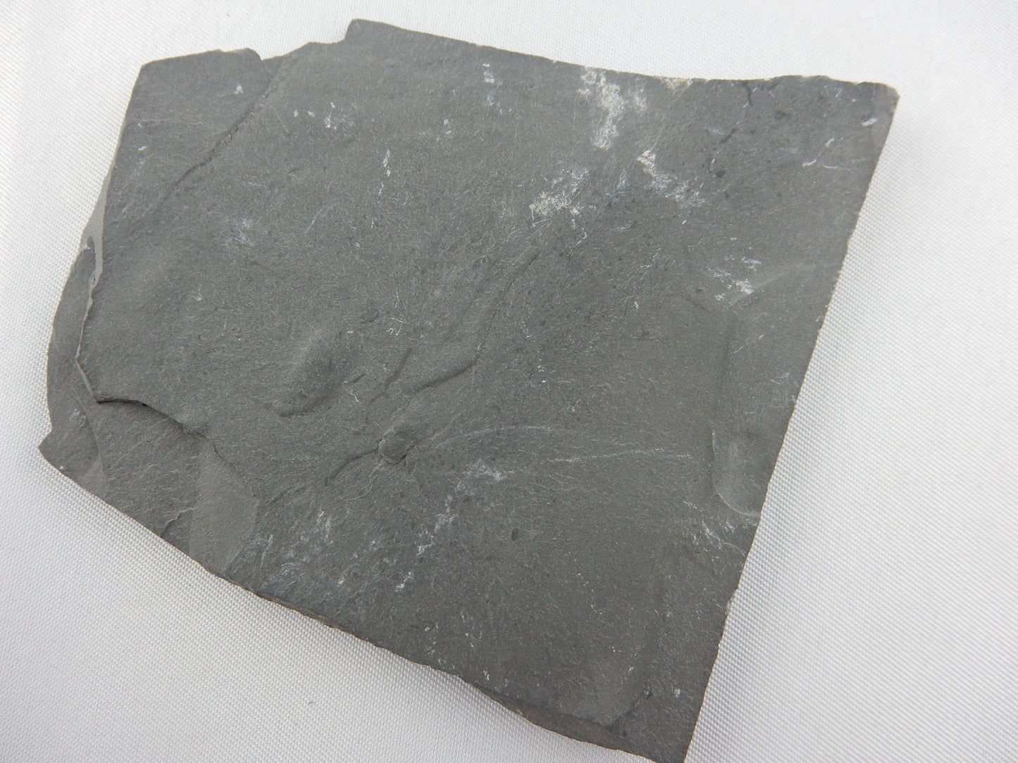 Trilobite - Peronopsis
