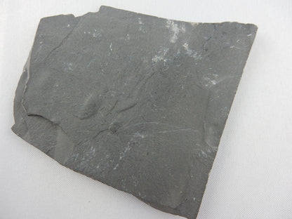 Trilobite - Peronopsis