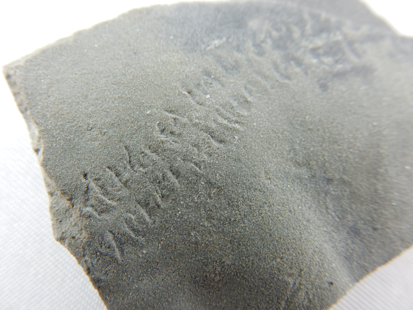 rare Trace Fossil - "trackway" of trilobite crawling along ocean bottom - 300 million years ago