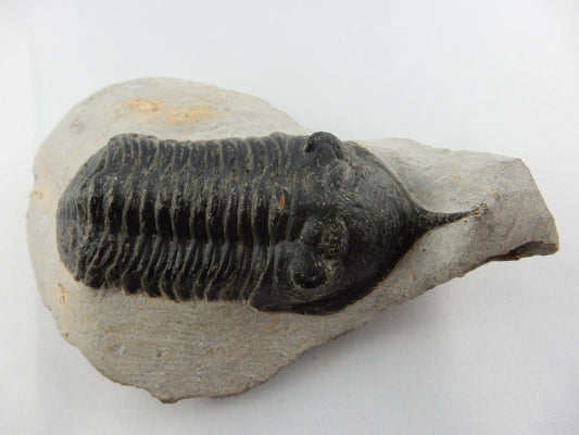 creepy nose Trilobite (Morocconites malladoides) - like a long tongue searching for food - great preparation - Devonian 400myo