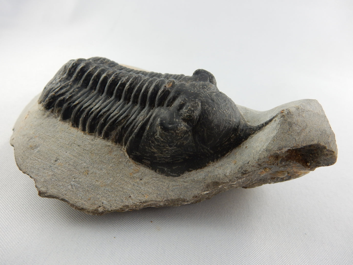 Trilobite - Morocconites malladoides
