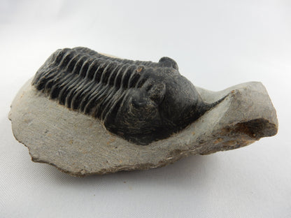 Trilobite - Morocconites malladoides