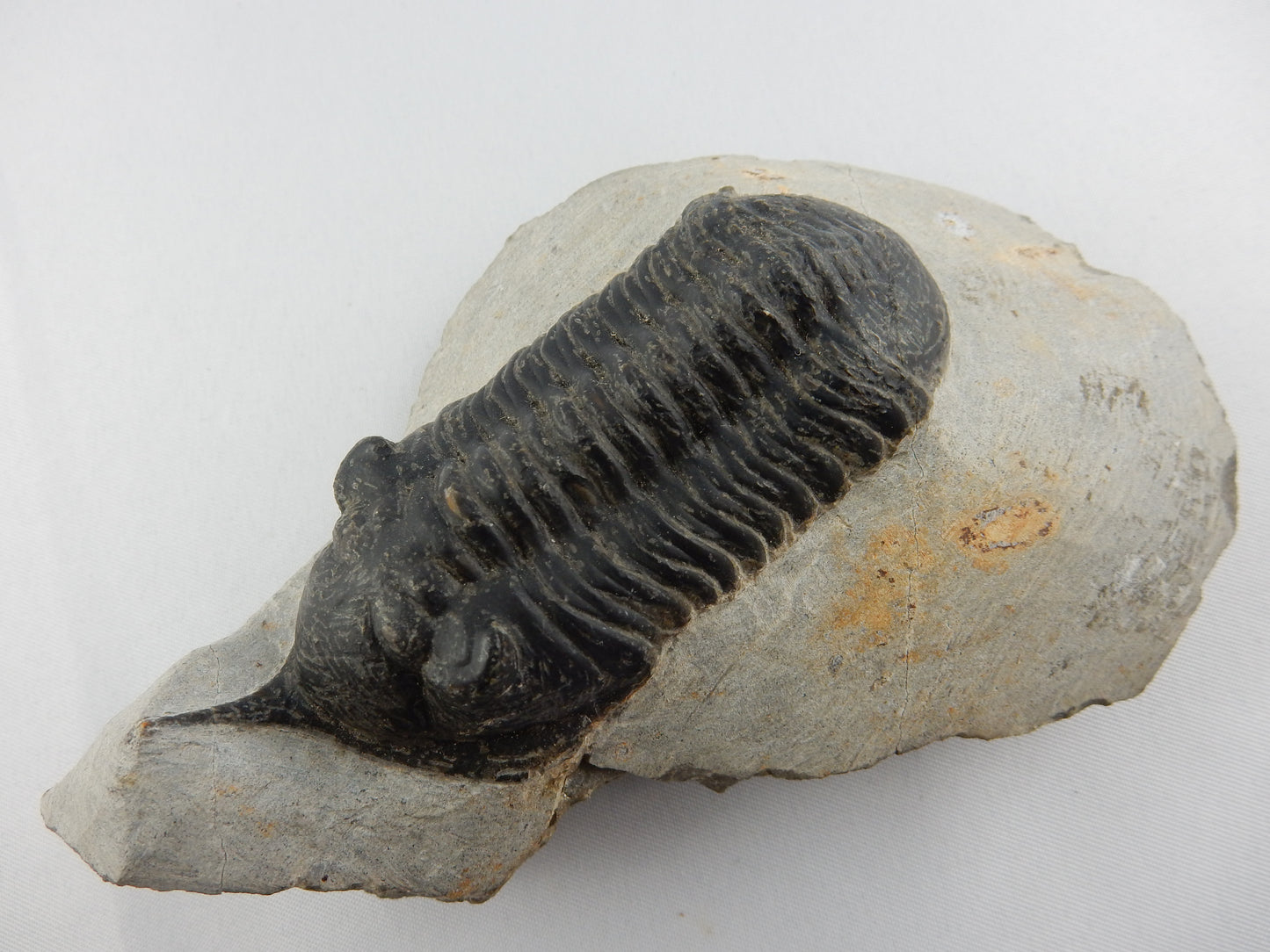 Trilobite - Morocconites malladoides