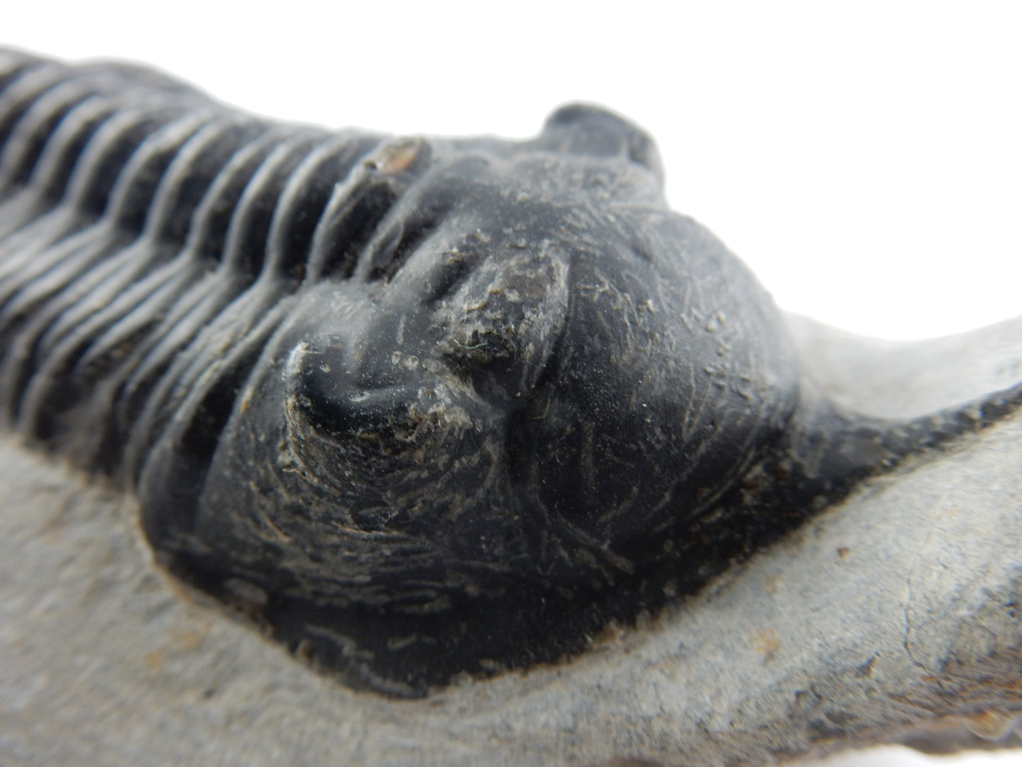 Trilobite - Morocconites malladoides