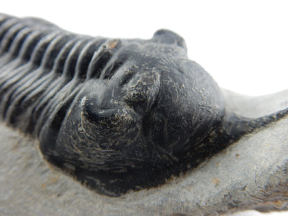 Trilobite - Morocconites malladoides