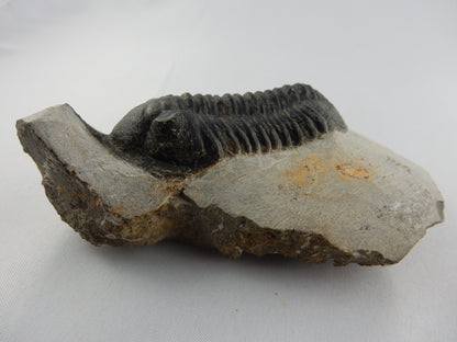 Trilobite - Morocconites malladoides