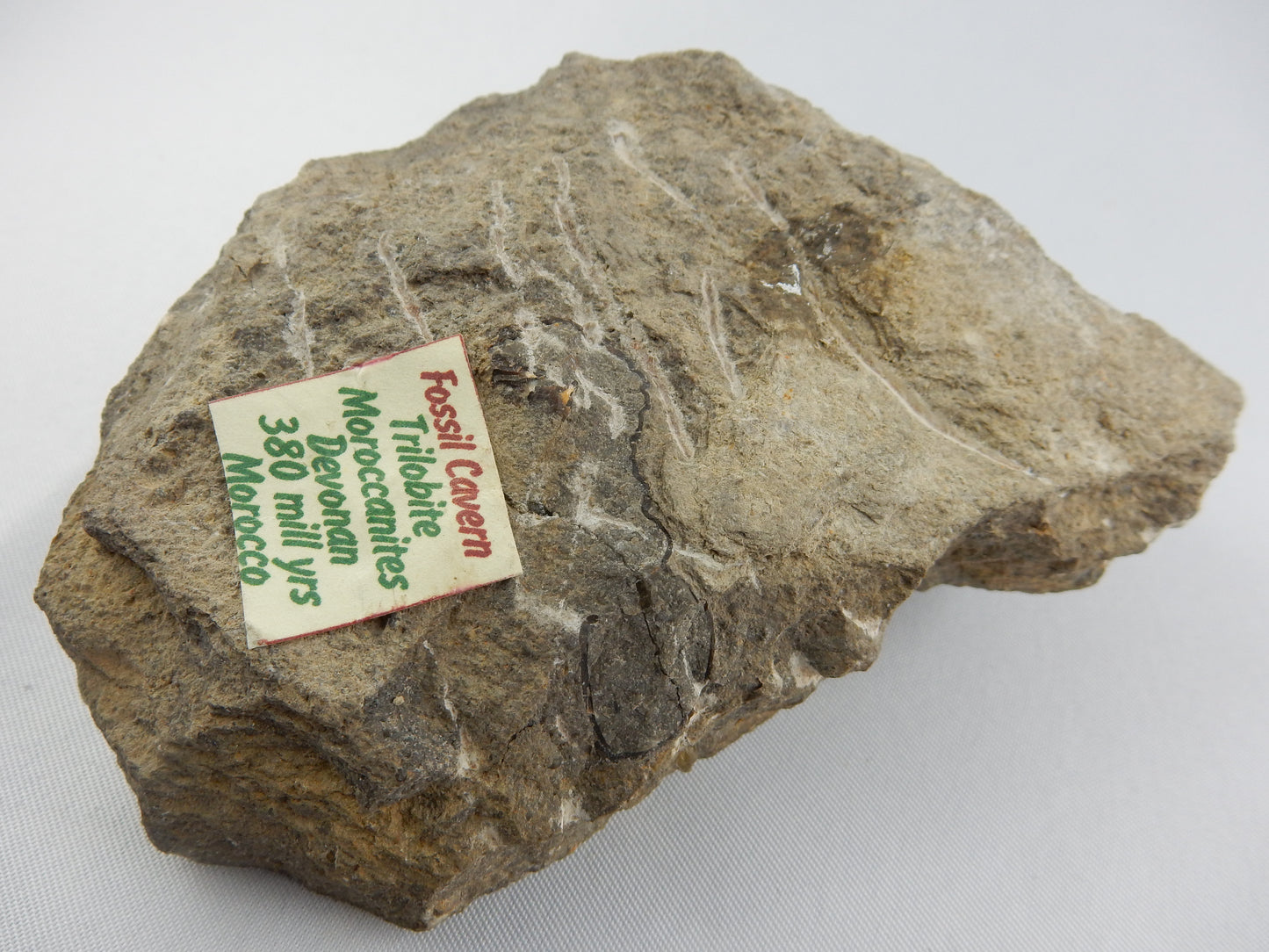 Trilobite - Morocconites malladoides