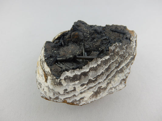 Rare pseudomorph of Vivianite replacing clam fossil - with black terminated crystals in clam cavity