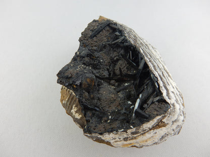 Vivianite in Clam Fossil