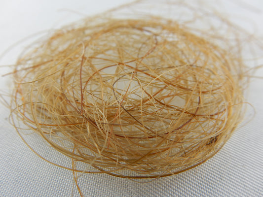 1.0g genuine woolley mammoth hair from frozen Taiga permafrost fossils in Siberia! - Ice Age 800,000 yeas ago