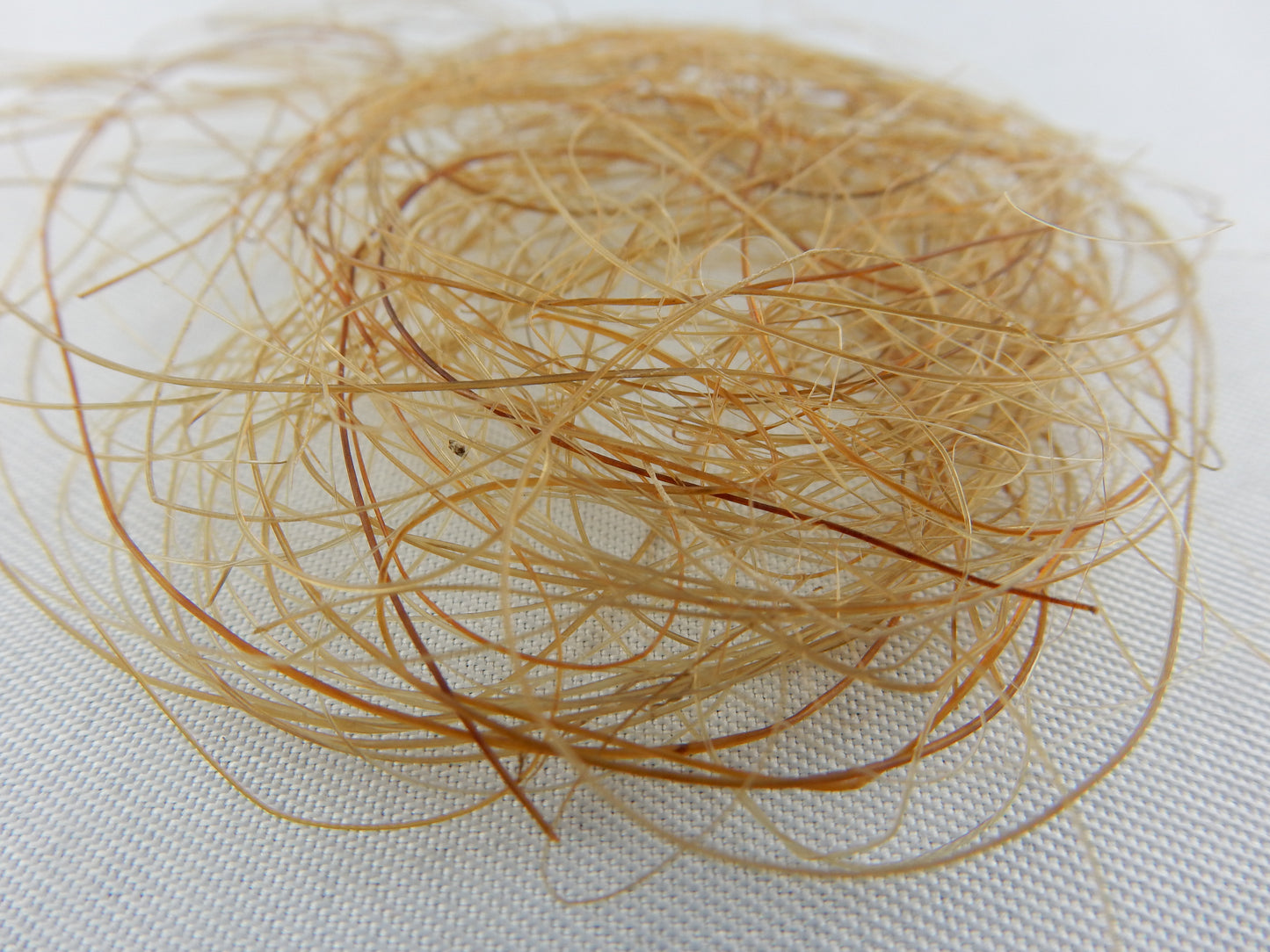 Woolly Mammoth Hair