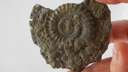 Ammonite Pyrite "Death Plate"