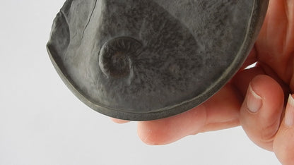 Ammonite Pyrite "Cannonball"