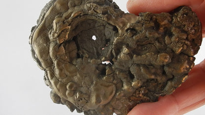 Ammonite BIG Pyrite