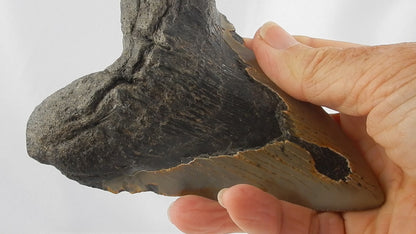 Megalodon Shark Tooth